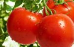 Аллергическая реакция организма на томаты