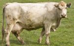 Экзема коров: как выявить заболевание, основные причины и эффективные препараты